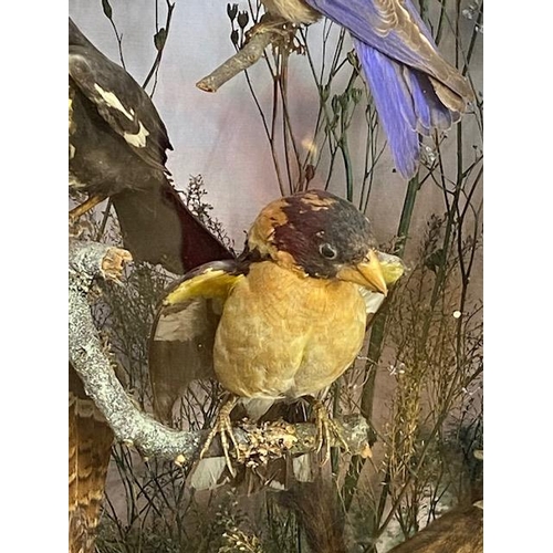 116 - Taxidermy: A large Taxidermy display of over thirty birds and animals in a naturalistic scene with c... 