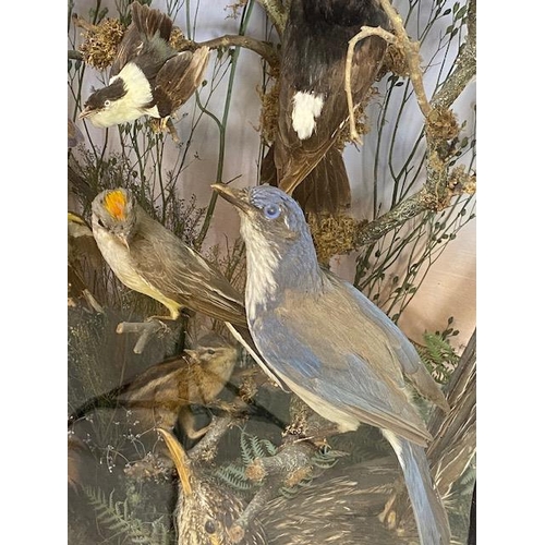 116 - Taxidermy: A large Taxidermy display of over thirty birds and animals in a naturalistic scene with c... 