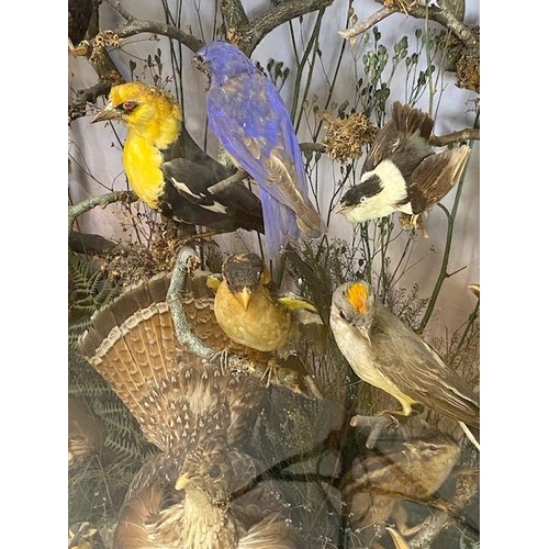 116 - Taxidermy: A large Taxidermy display of over thirty birds and animals in a naturalistic scene with c... 