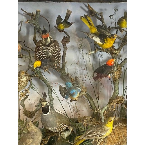 116 - Taxidermy: A large Taxidermy display of over thirty birds and animals in a naturalistic scene with c... 