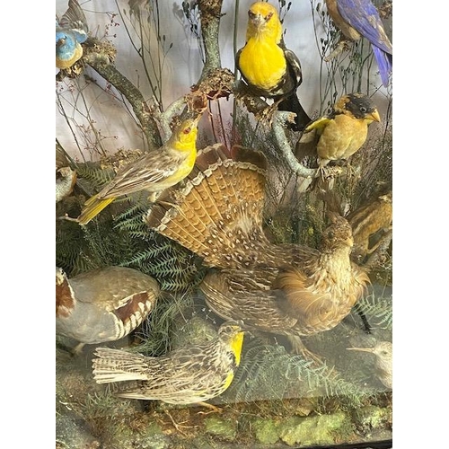 116 - Taxidermy: A large Taxidermy display of over thirty birds and animals in a naturalistic scene with c... 