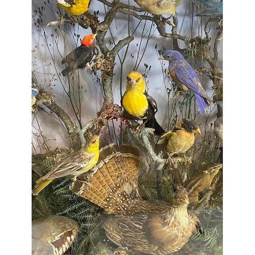 116 - Taxidermy: A large Taxidermy display of over thirty birds and animals in a naturalistic scene with c... 