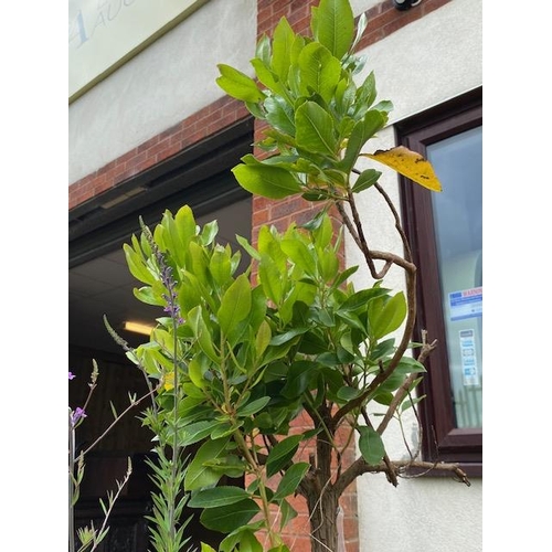 304 - Concrete garden planter with mature shrub