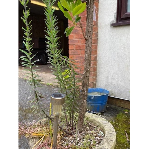 304 - Concrete garden planter with mature shrub