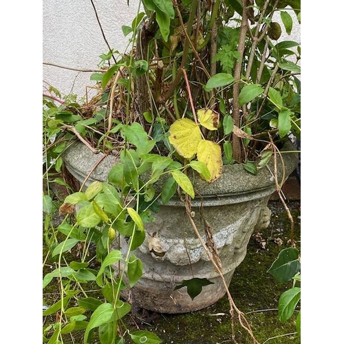 309 - Concrete garden planter containing mature rose