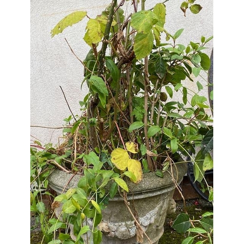 309 - Concrete garden planter containing mature rose