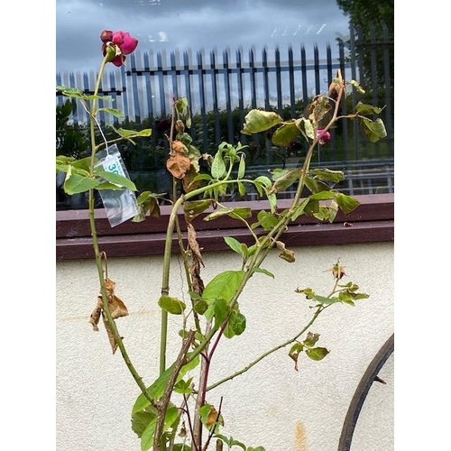 309 - Concrete garden planter containing mature rose