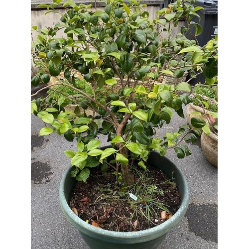 350 - Mature shrub in pot