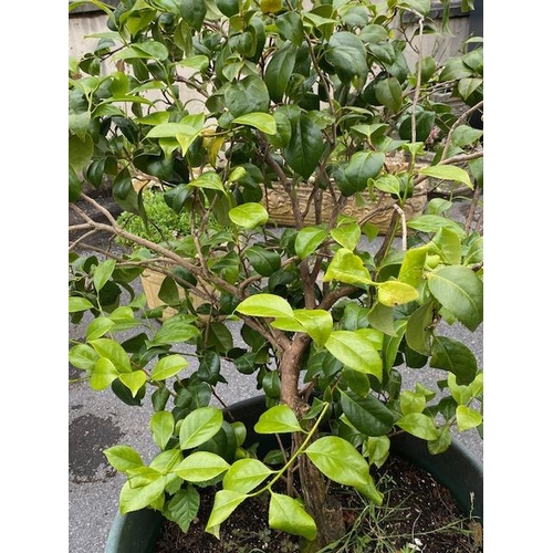 350 - Mature shrub in pot