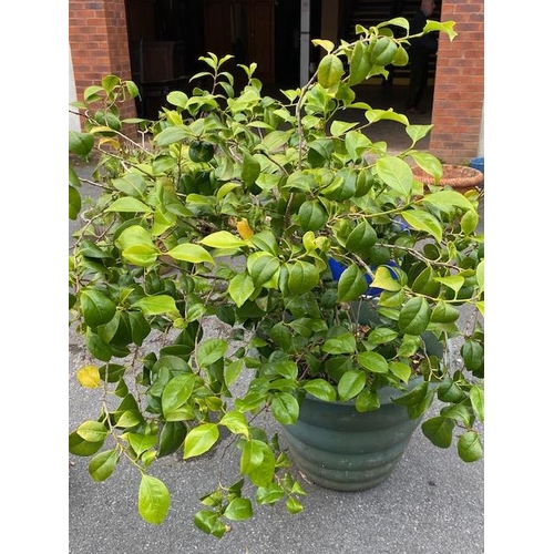 350 - Mature shrub in pot