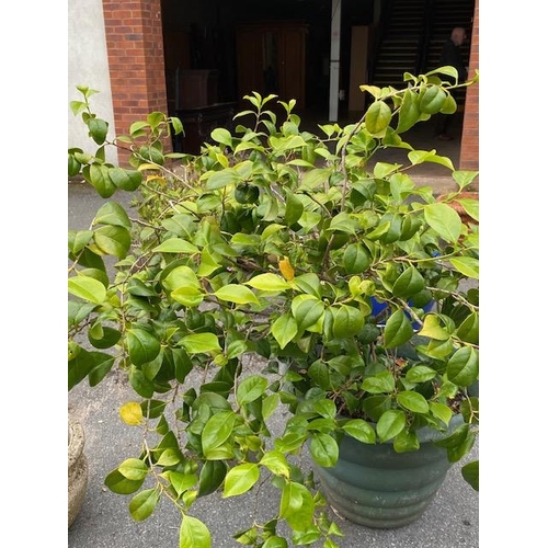 350 - Mature shrub in pot