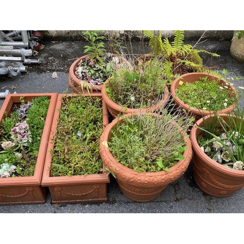 362 - Collection of eight terracotta style garden planters (plastic), including plants