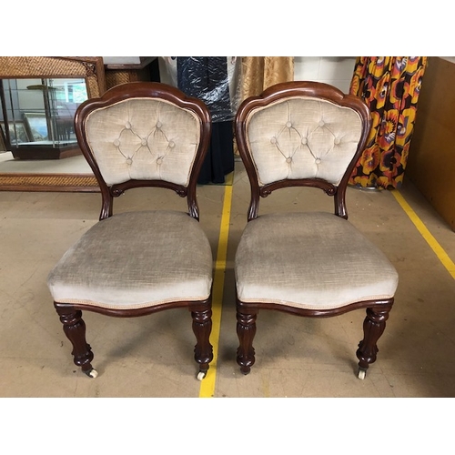 243 - Antique furniture, pair of mahogany framed balloon back chairs, on ceramic casters, re-upholstered i... 