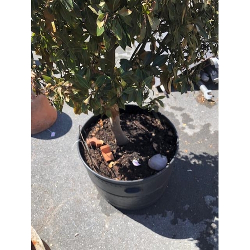 287 - Garden shrub in a pot