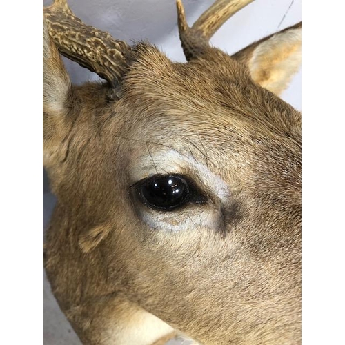 119 - Taxidermy interest, large shouldered Stags head with 3 point antlers , approximately 73cm end to nos... 