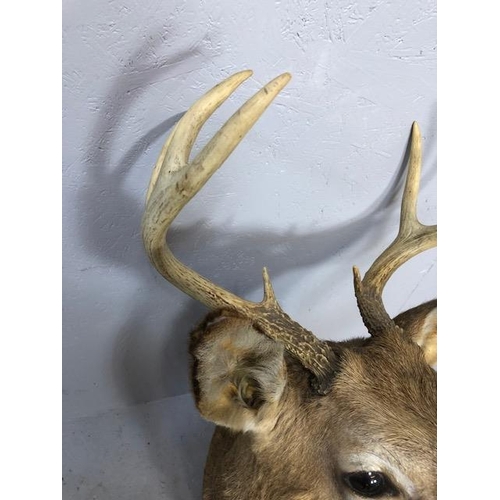 119 - Taxidermy interest, large shouldered Stags head with 3 point antlers , approximately 73cm end to nos... 