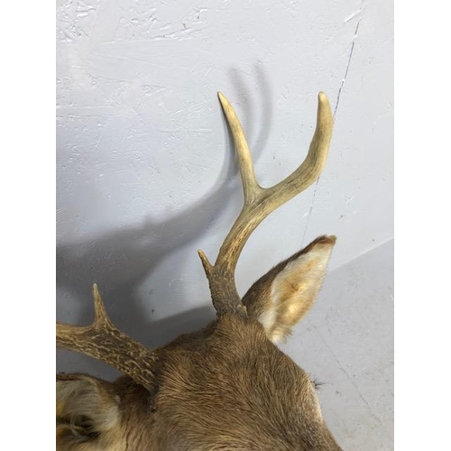 119 - Taxidermy interest, large shouldered Stags head with 3 point antlers , approximately 73cm end to nos... 