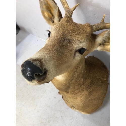 119 - Taxidermy interest, large shouldered Stags head with 3 point antlers , approximately 73cm end to nos... 