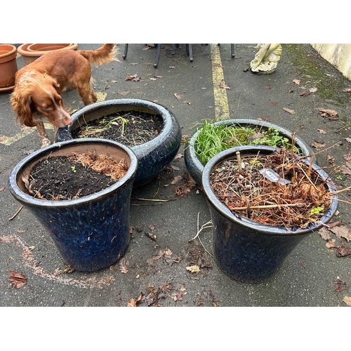 421 - Collection of good sized Ceramic blue glazed garden pots (4)