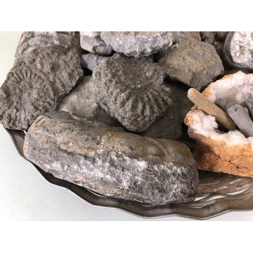 167 - Geology fossil interest, collection of local fossils and minerals ammonites etc