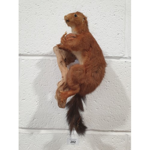 202 - Taxidermy: a vintage wall hanging squirrel specimen, length 12