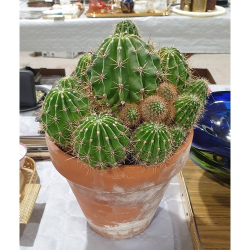 118 - A cactus. No shipping. Arrange collection or your own packer and shipper, please.