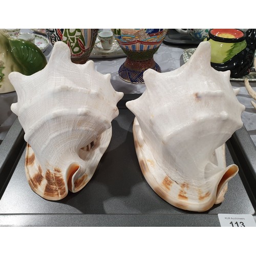 113 - Two conch shells the largest width 8.5