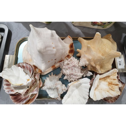 114 - A selection of seashells. UK shipping £14.