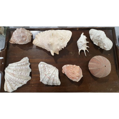 116 - A selection of seashells. UK shipping £14.