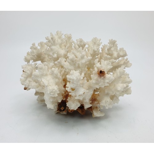 188 - A coral growth, height 4.25