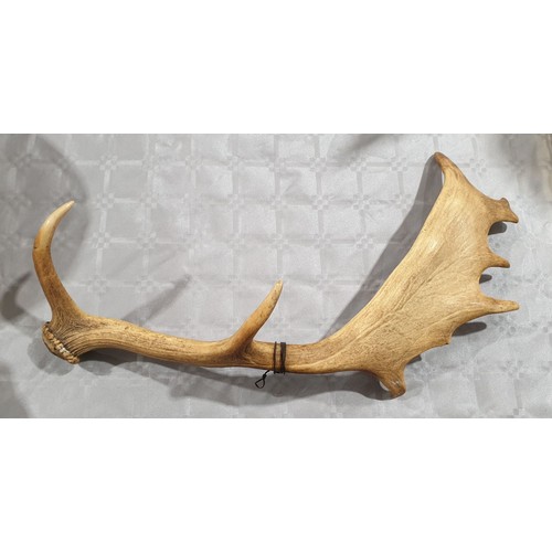 438 - A moose antler, length 18.5