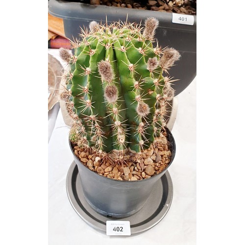 402 - A cactus. No shipping. Arrange collection or your own packer and shipper, please. Electricals are so... 