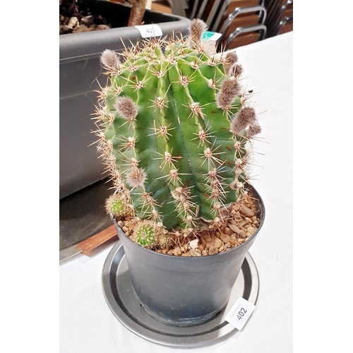 402 - A cactus. No shipping. Arrange collection or your own packer and shipper, please. Electricals are so... 