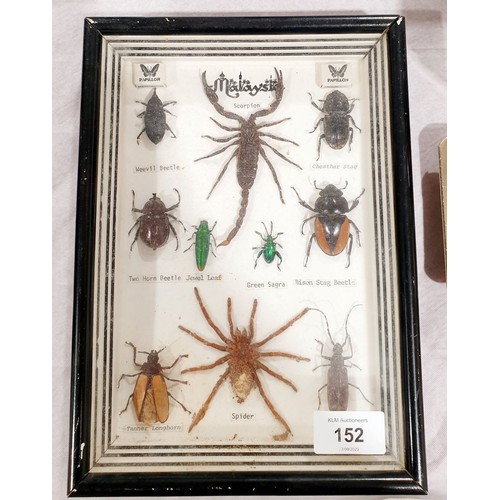 152 - A vintage taxidermy display of Malaysian insects, 10.25