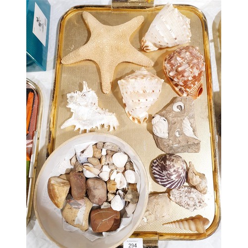 294 - A selection of sea shells. No shipping. Arrange collection or your own packer and shipper, please. E... 