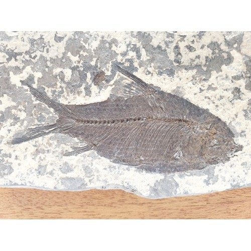 143 - A fossil fish, width 4.5