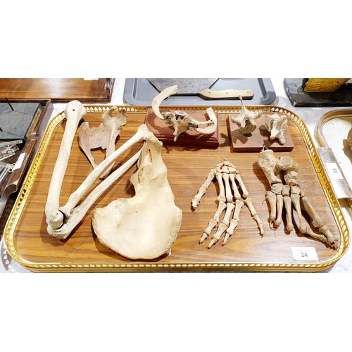 24 - A selection of ex medical human bones. No shipping. Arrange collection or your own packer and shippe... 