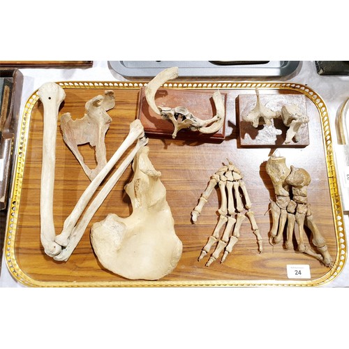 24 - A selection of ex medical human bones. No shipping. Arrange collection or your own packer and shippe... 