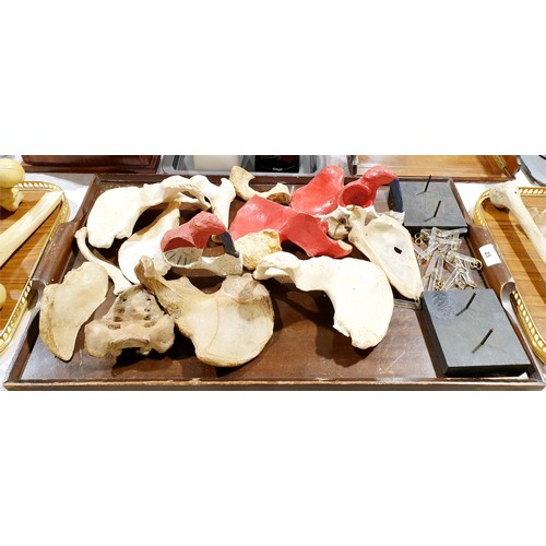 25 - A selection of ex medical human bones. No shipping. Arrange collection or your own packer and shippe... 