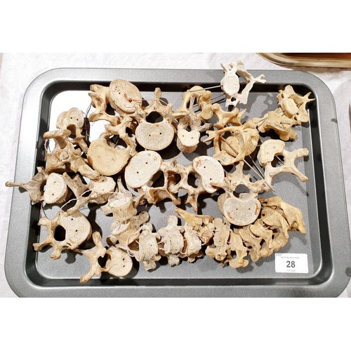 28 - A selection of ex medical human vertebrae. No shipping. Arrange collection or your own packer and sh... 