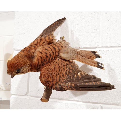 233 - Taxidermy: a kestrel specimen, width 15.5