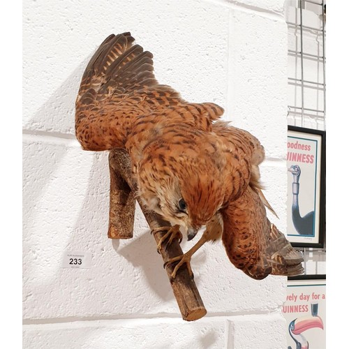 233 - Taxidermy: a kestrel specimen, width 15.5