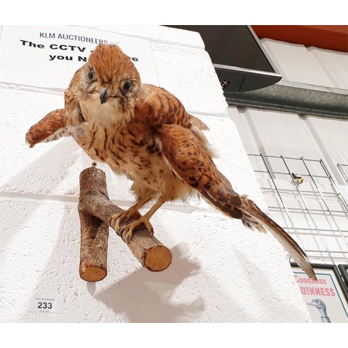 233 - Taxidermy: a kestrel specimen, width 15.5