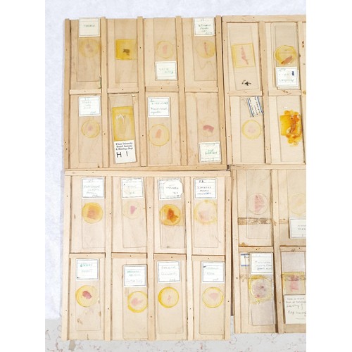 71 - A selection of vintage prepared microscope slides of human tissue. No shipping. Arrange collection o... 