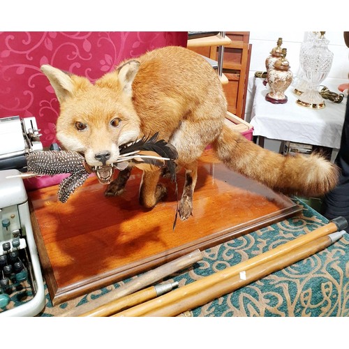 296 - Taxidermy: a fox specimen on a mahogany base, width 46cm. No shipping. Arrange collection or your ow... 