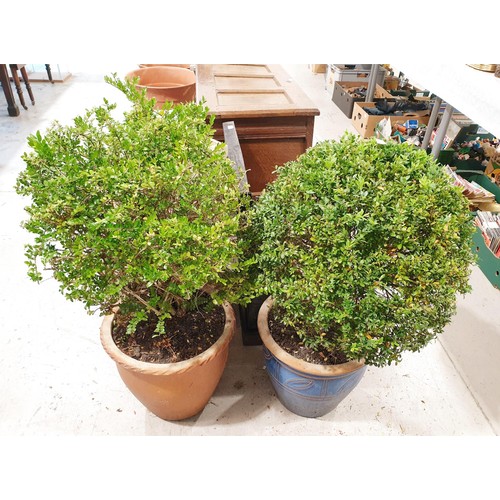 159 - Two bushes in terracotta plant pots, the tallest 95cm. No shipping. Arrange collection or your own p... 