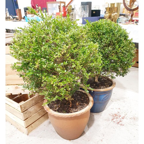 159 - Two bushes in terracotta plant pots, the tallest 95cm. No shipping. Arrange collection or your own p... 