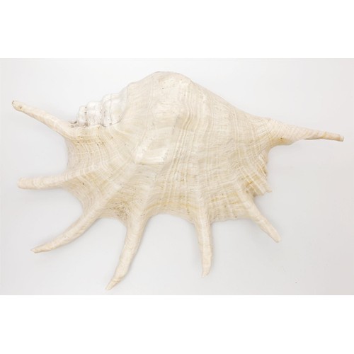 234 - A spider conch shell, length 35cm. No shipping. Arrange collection or your own packer and shipper, p... 