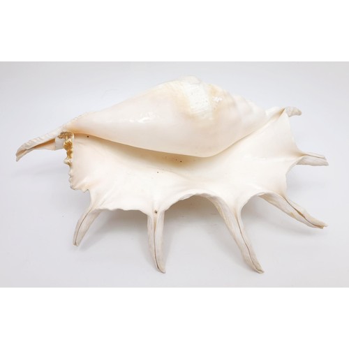 234 - A spider conch shell, length 35cm. No shipping. Arrange collection or your own packer and shipper, p... 