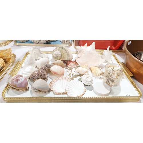 174 - A selection of seashells. UK shipping £14.